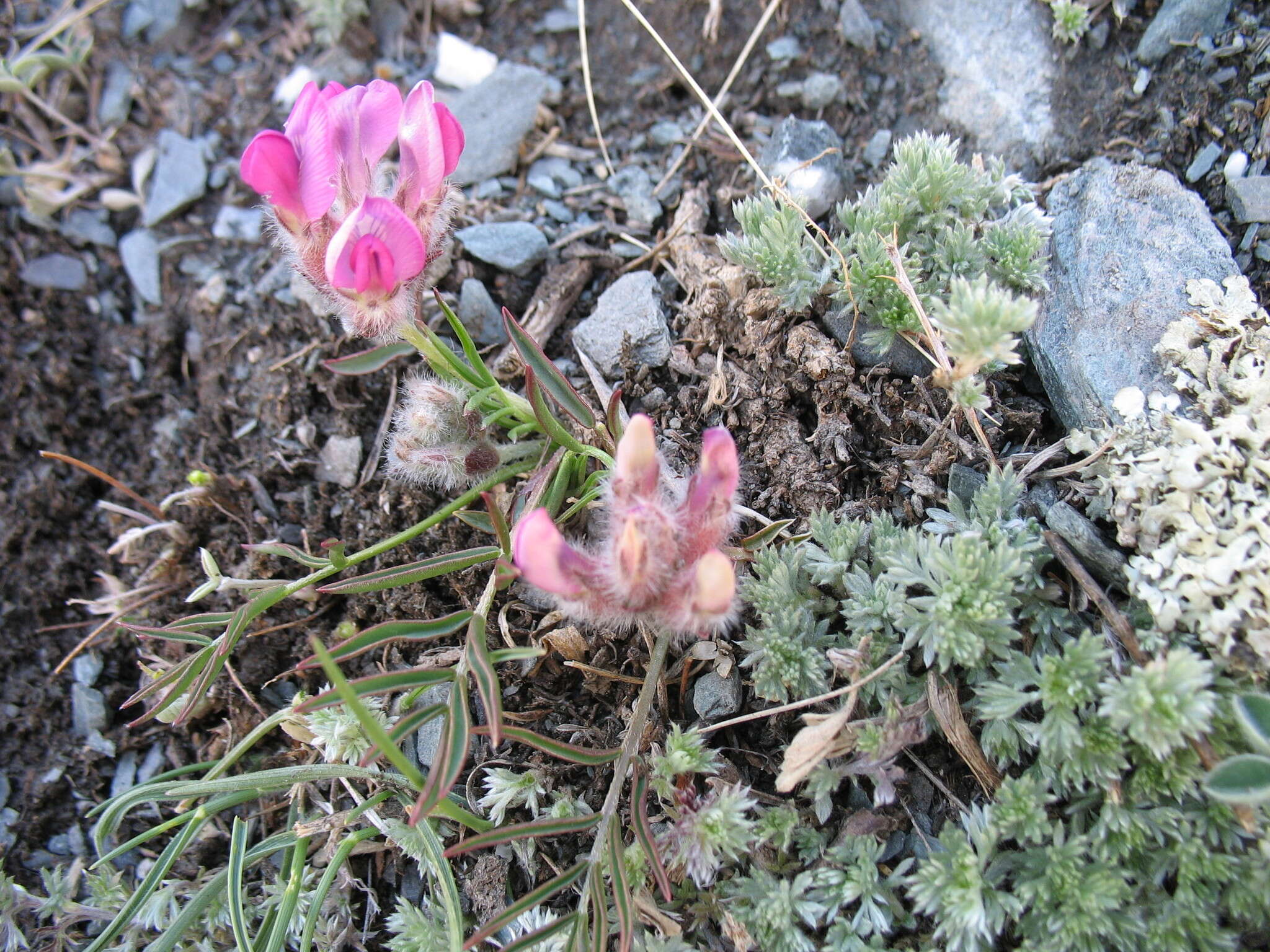 Image of Oxytropis stenophylla Bunge