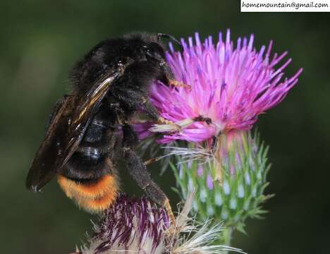 Слика од Bombus coreanus (Yasumatsu 1934)