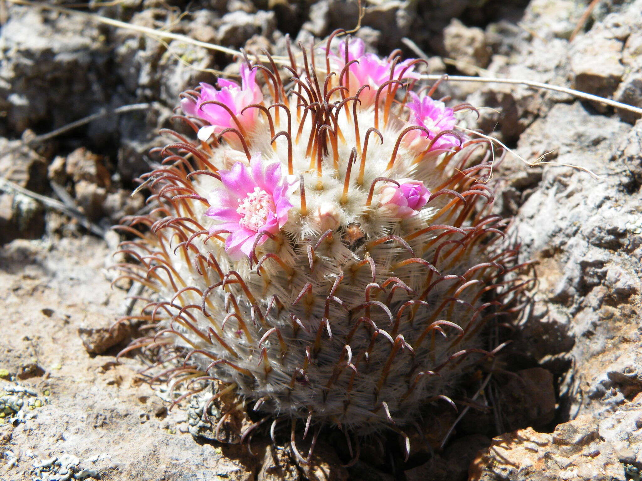 Image de Mammillaria perezdelarosae subsp. perezdelarosae