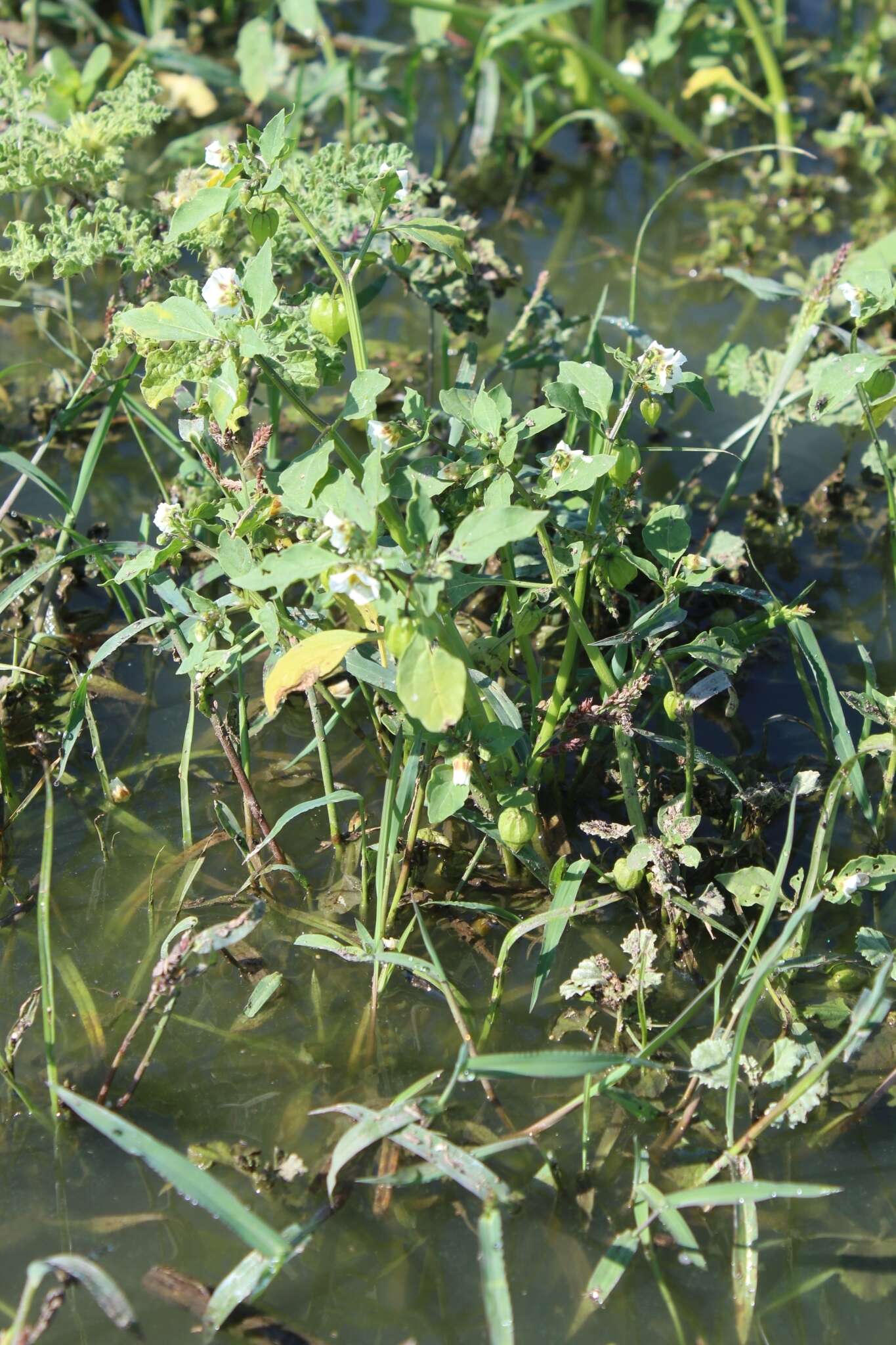 Image of Physalis sulphurea (Fern.) Waterf.