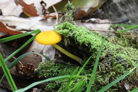 Image of Pluteus admirabilis (Peck) Peck 1885