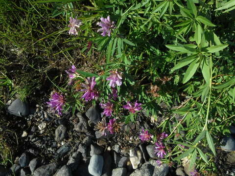 Image of lupine clover