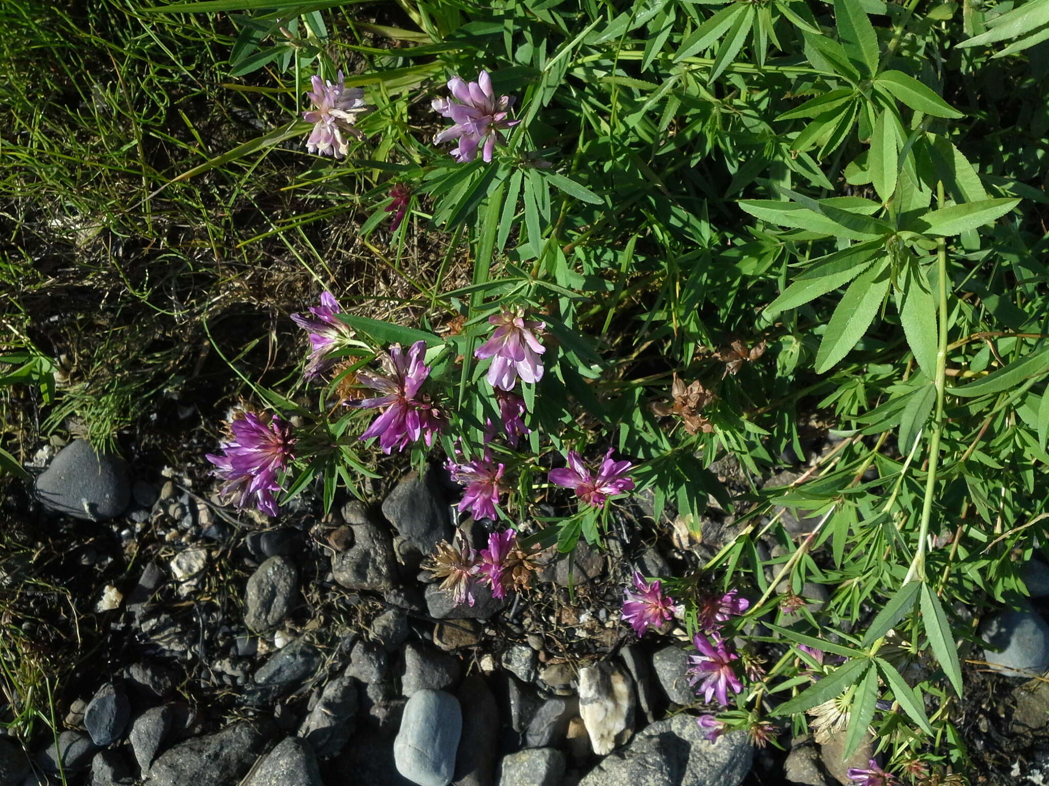 Image of lupine clover