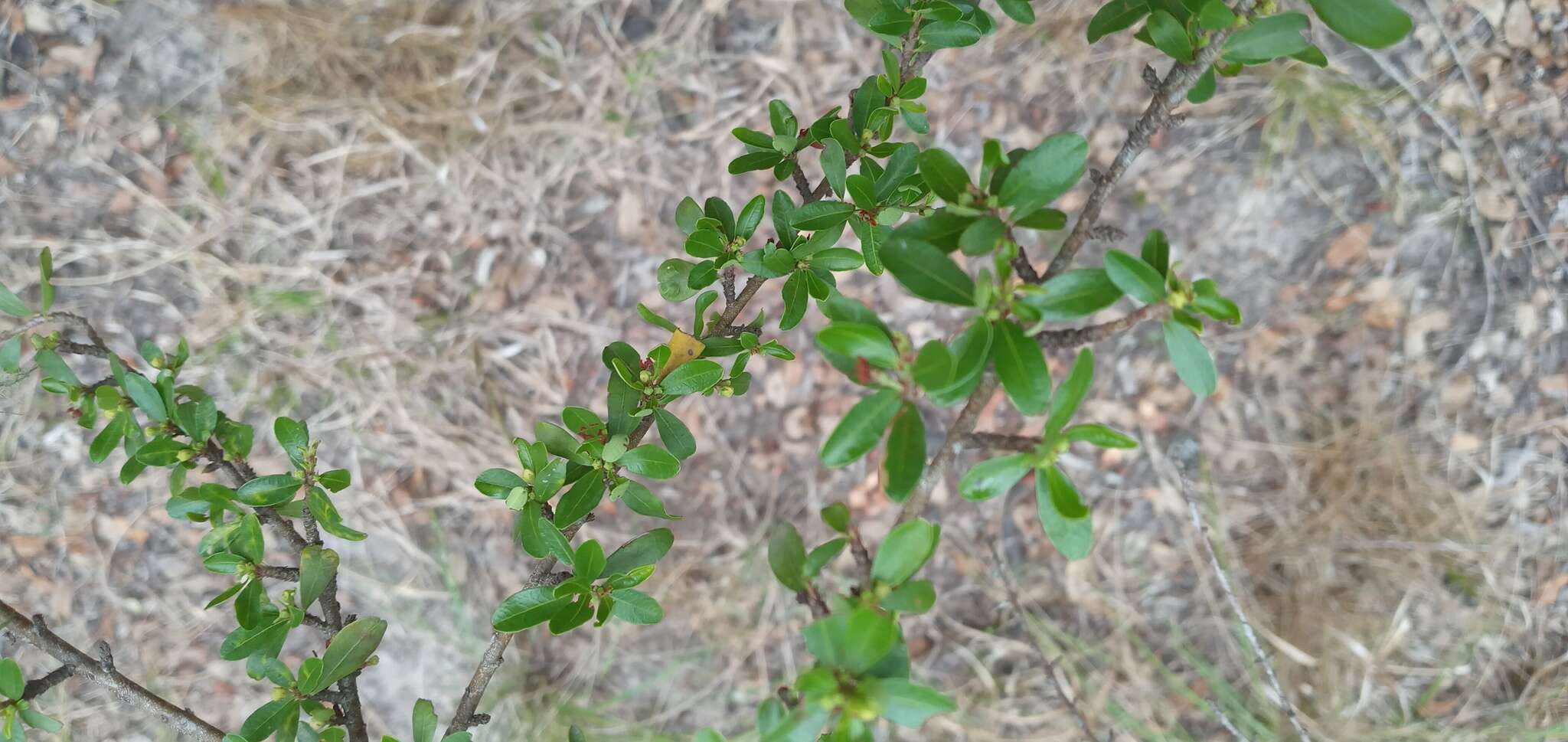 Erythroxylum cuneifolium (Mart.) O. E. Schulz的圖片