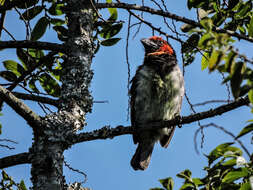 Image of Black-collared Barbet