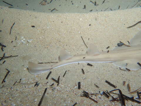 Image of Guitarfish