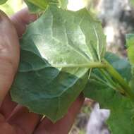 Image of Roldana reticulata (DC.) H. Rob. & Brettell