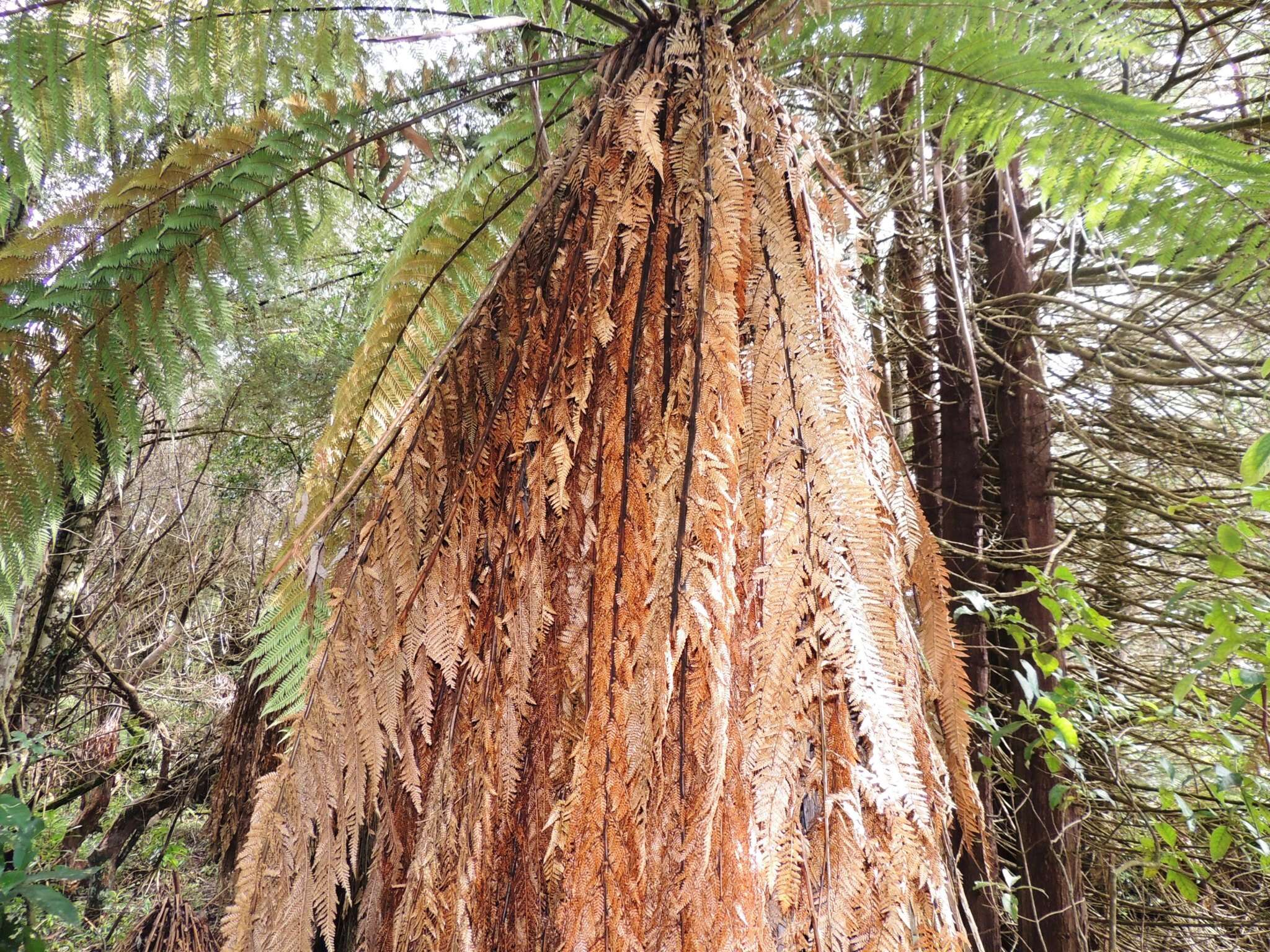 Image of Tree fern