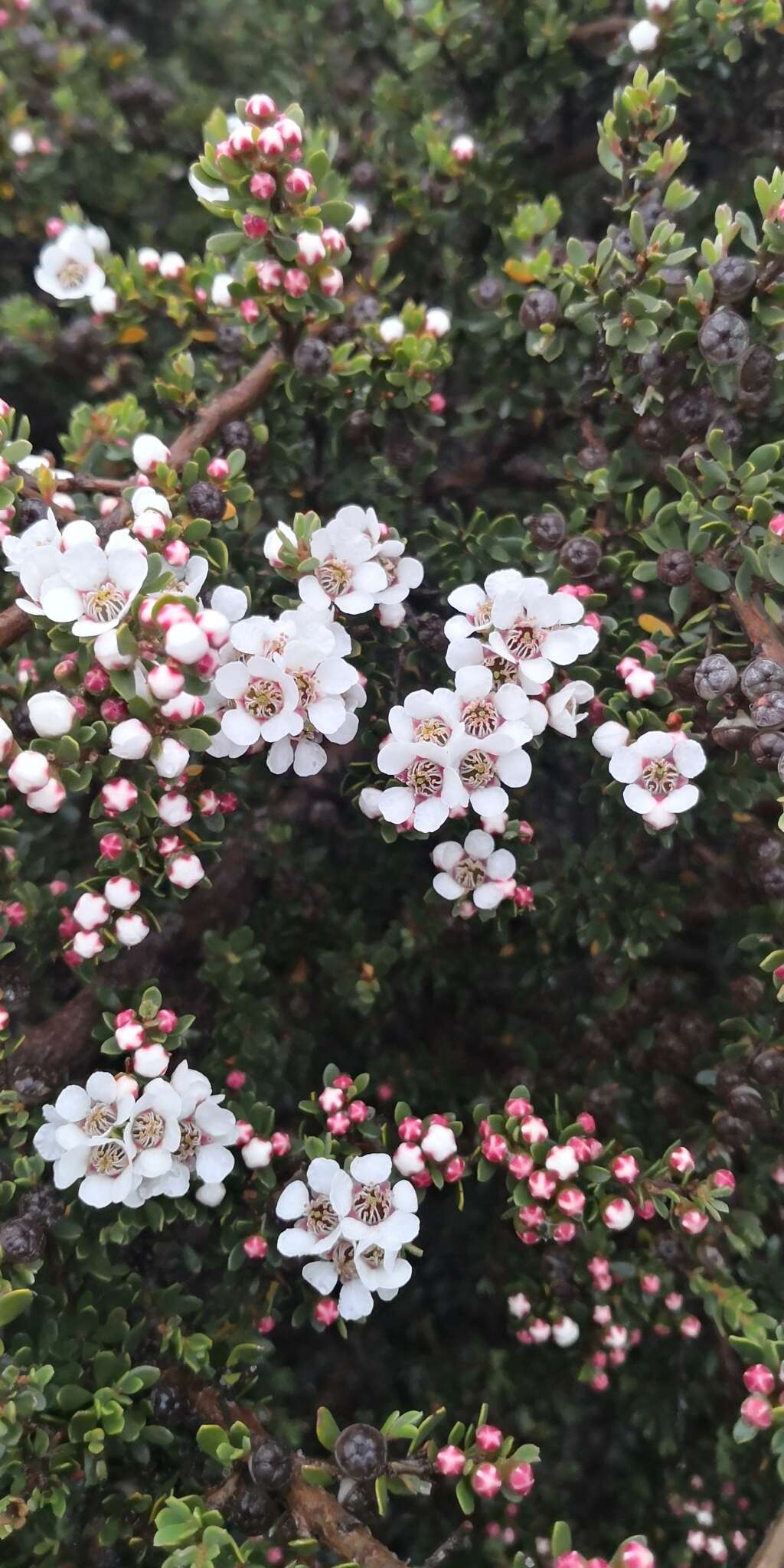 Sivun Leptospermum rupestre Hook. fil. kuva