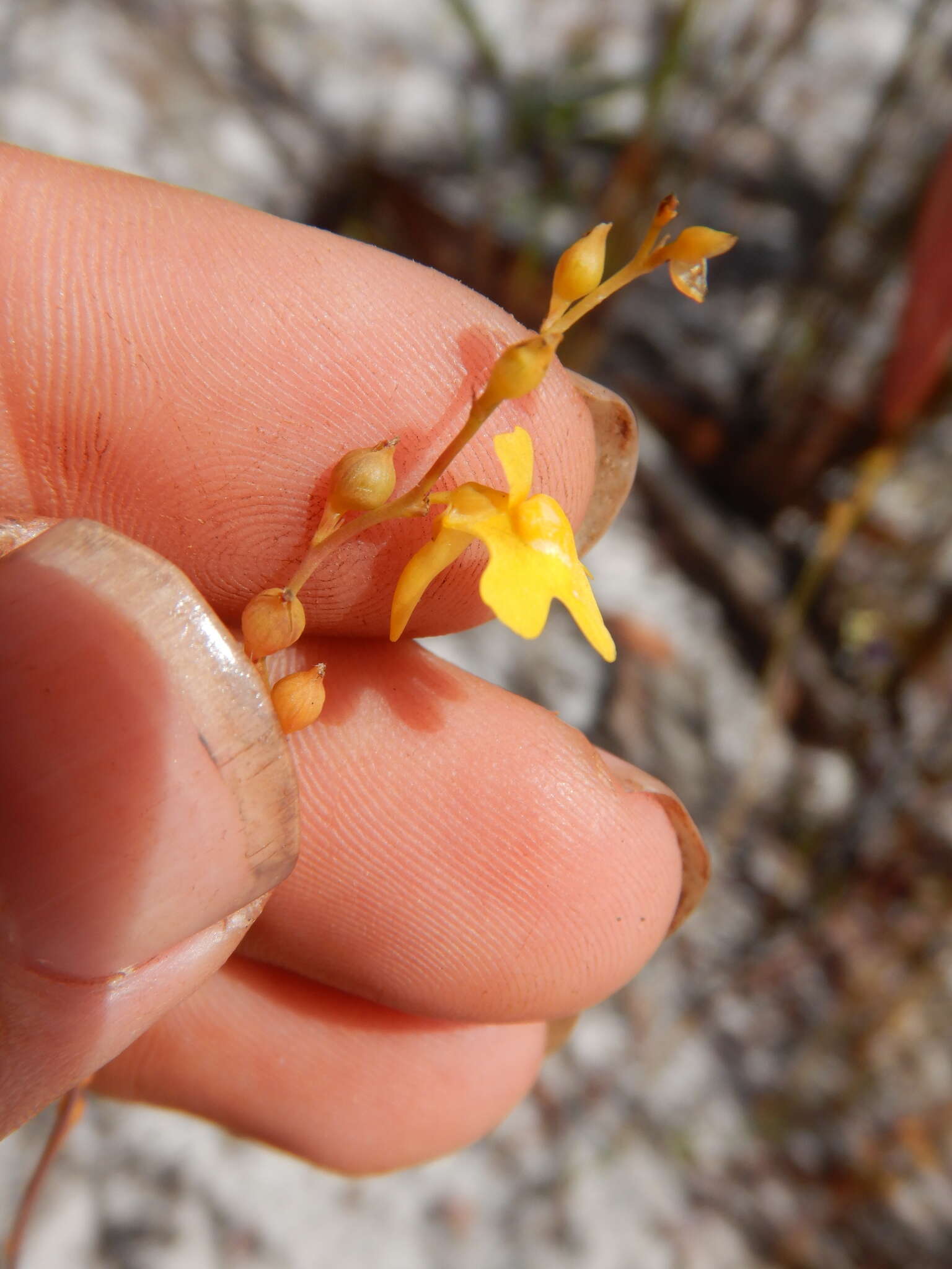 Image of Utricularia chrysantha R. Br.