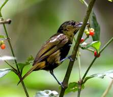 Image of White-shouldered Tanager