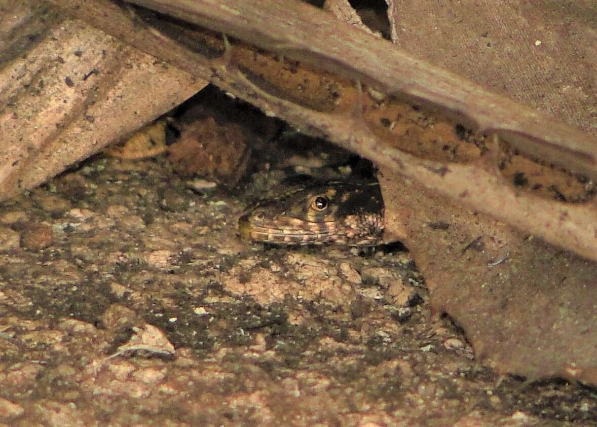 Image of Peters' Lava Lizard