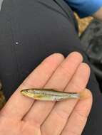 Image of Burrhead chub