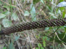 Image of Anthurium gaudichaudianum Kunth