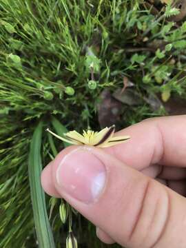 Sivun Triteleia ixioides subsp. scabra (Greene) L. W. Lenz kuva