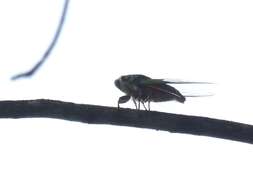 Image of Hemisciera maculipennis (Laporte 1832)