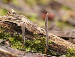 Image of Clavulina tasmanica (Berk. ex Cooke) Corner 1950