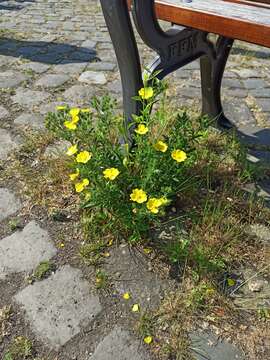 Image of Potentilla recta subsp. obscura (Willd.) Arcang.