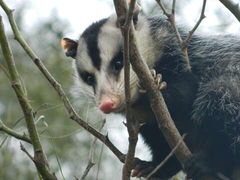 Image of White-eared Opossum