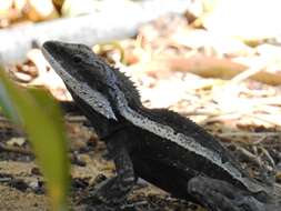 Image of Amphibolurus burnsi (Wells & Wellington 1985)