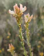 Image of Onobrychis saxatilis (L.) Lam.