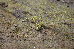 Imagem de Drosera ramellosa Lehm.