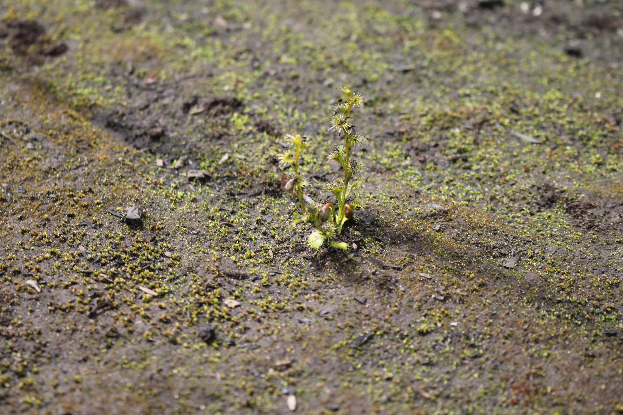 Imagem de Drosera ramellosa Lehm.