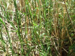 Imagem de Wahlenbergia luteola P. J. Sm.