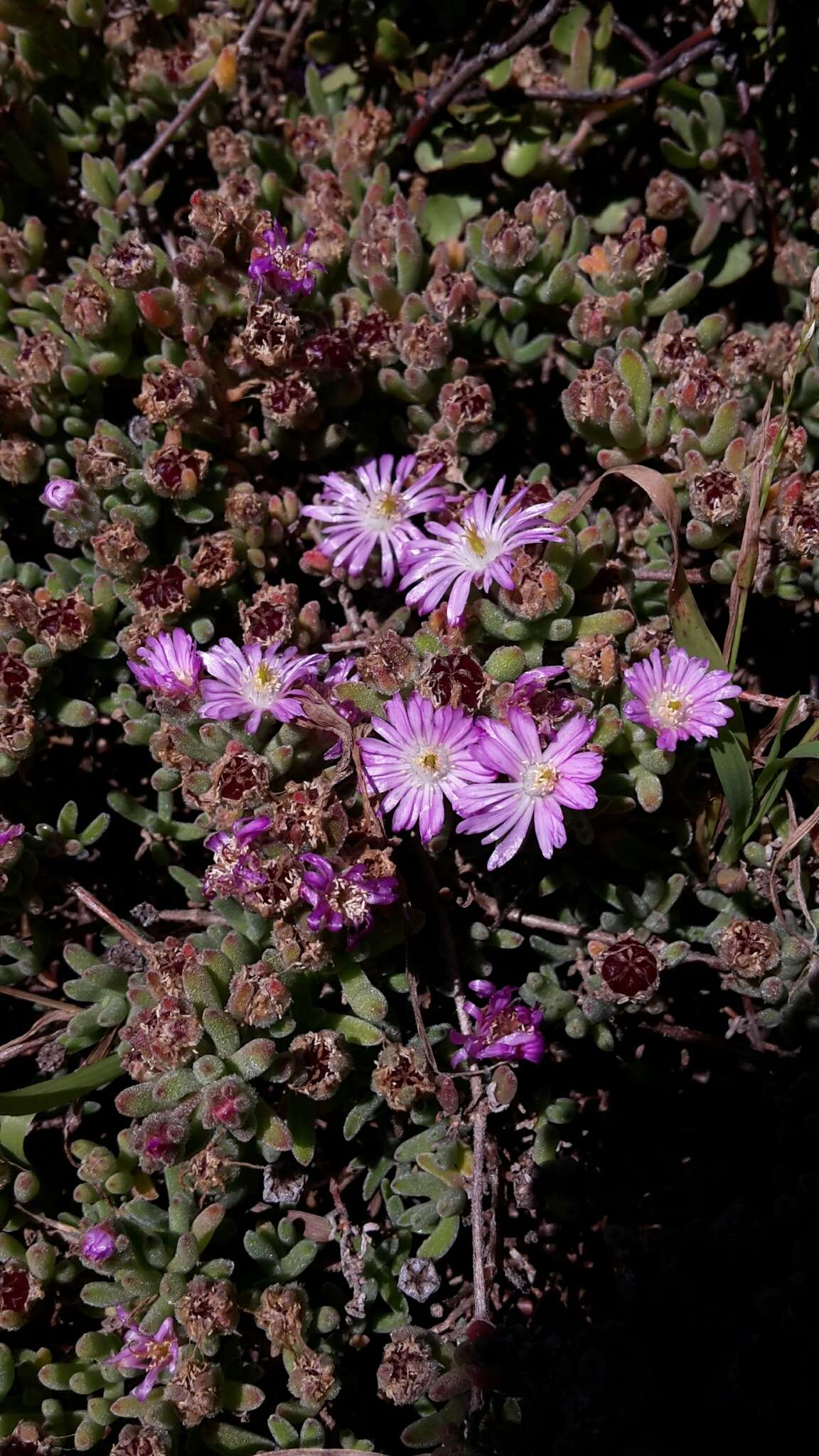 Image of showy dewflower