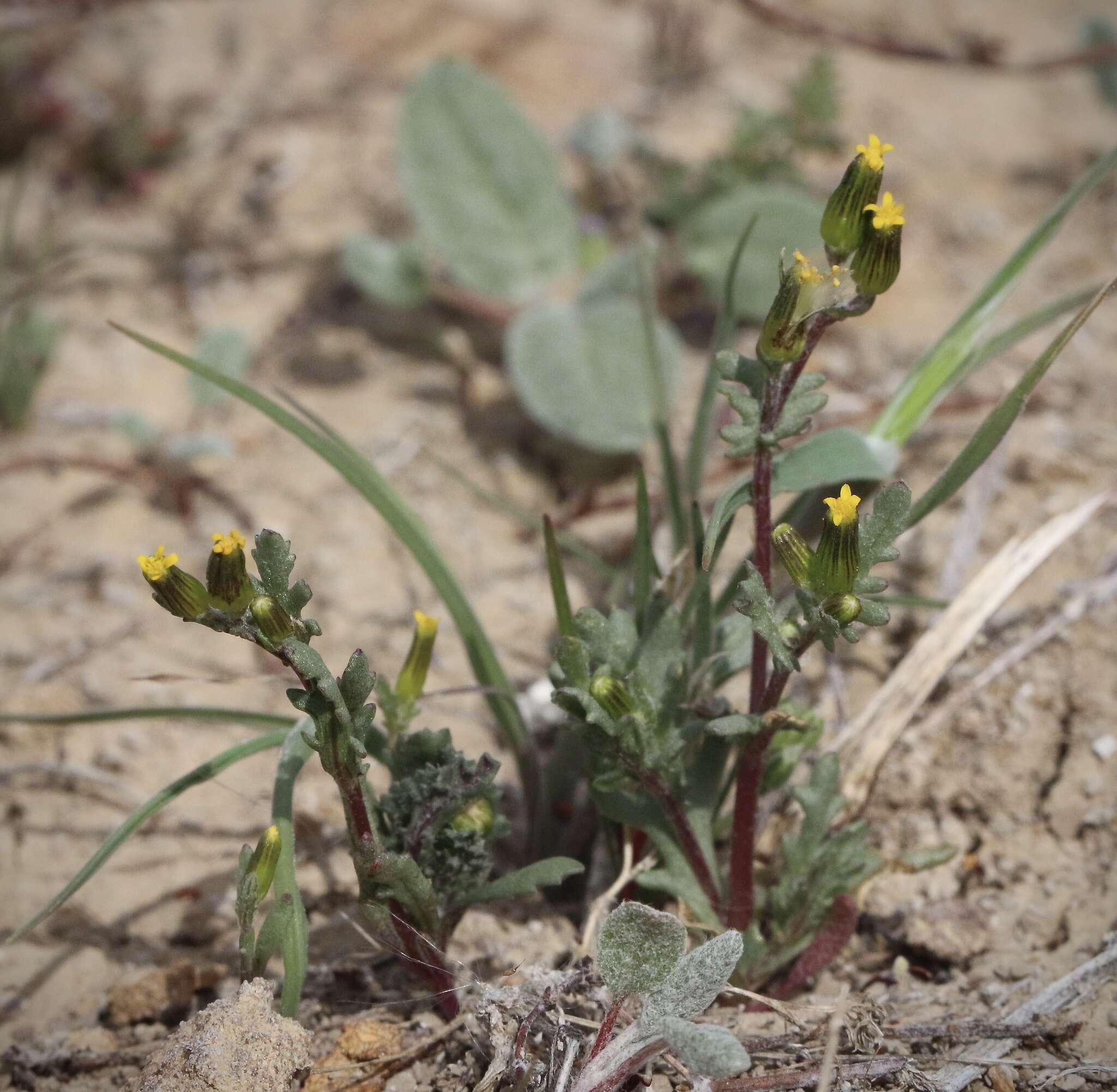 Image of chaparral ragwort