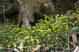 Plancia ëd Chrysosplenium pilosum var. sphaerospermum (Maxim.) Hara