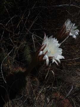 Echinopsis strigosa (Salm-Dyck) H. Friedrich & G. D. Rowley resmi