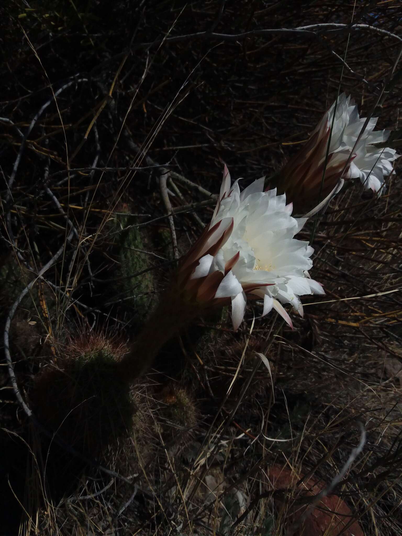 Image of Echinopsis strigosa (Salm-Dyck) H. Friedrich & G. D. Rowley