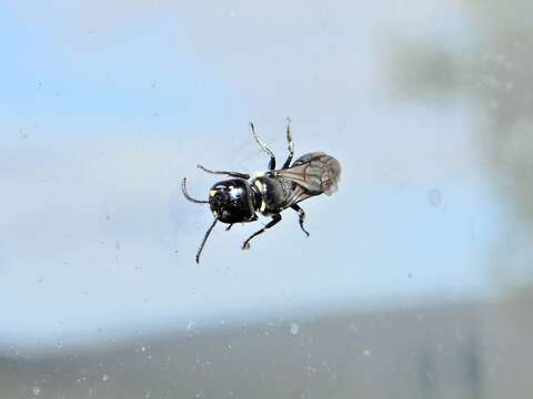 Image of Māori Masked Bee