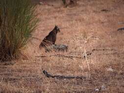 Image of Iberian lynx