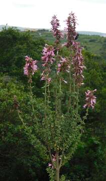 Image of Syncolostemon densiflorus Benth.