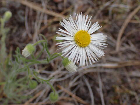 Image de Erigeron pumilus Nutt.