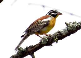 Imagem de Emberiza flaviventris flaviventris Stephens 1815