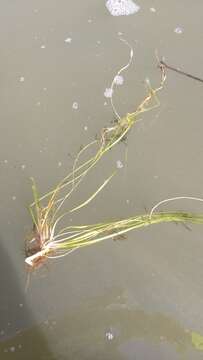 Image of American eelgrass