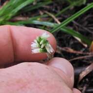 Image of October lady's tresses