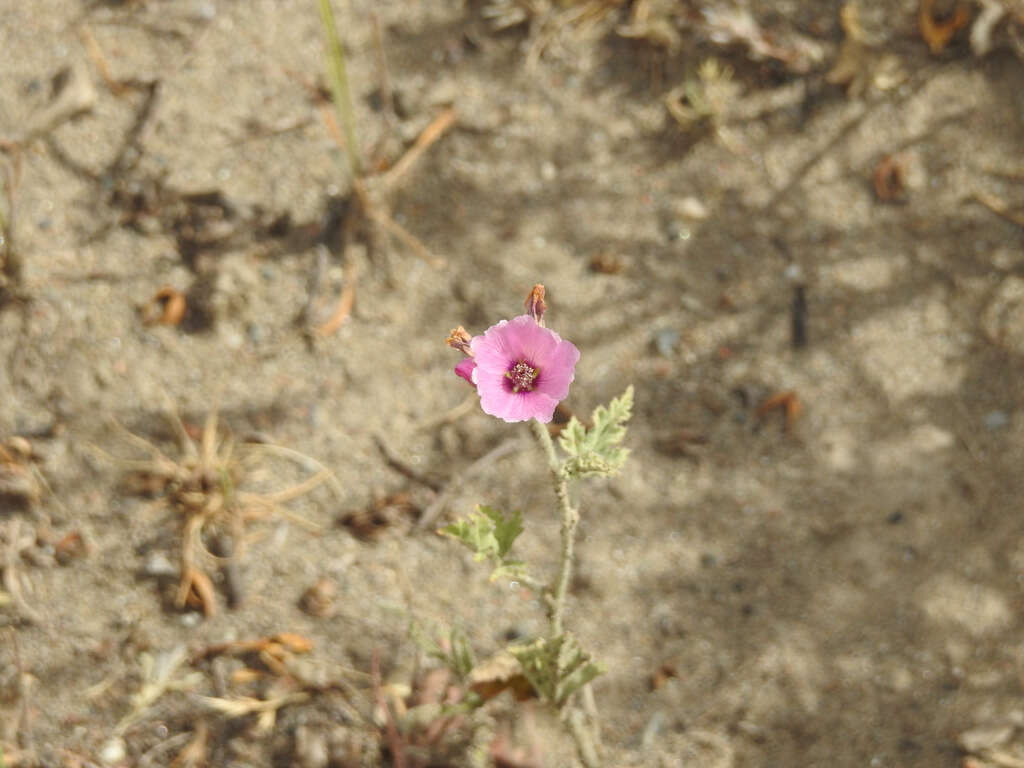 Image of Sphaeralcea mendocina Phil.