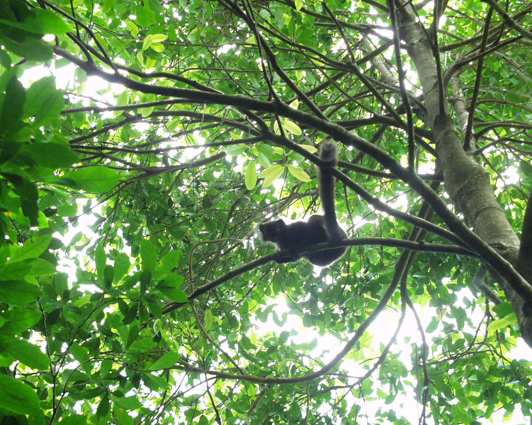 Image of Black Lemur