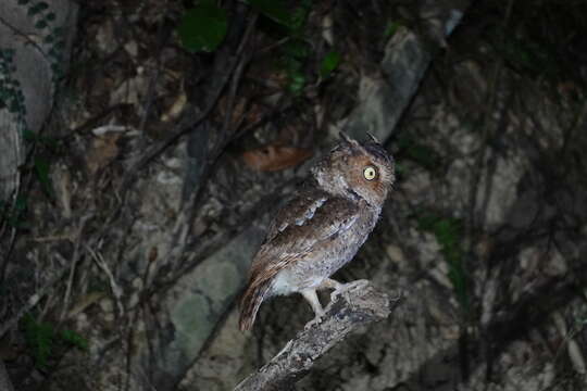 Image of Mountain Scops-Owl