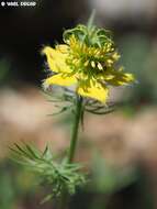 Image of Nigella ciliaris DC.