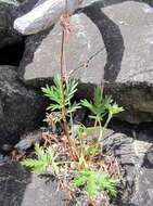 Image de Potentilla pensylvanica var. litoralis (Rydb.) Boivin