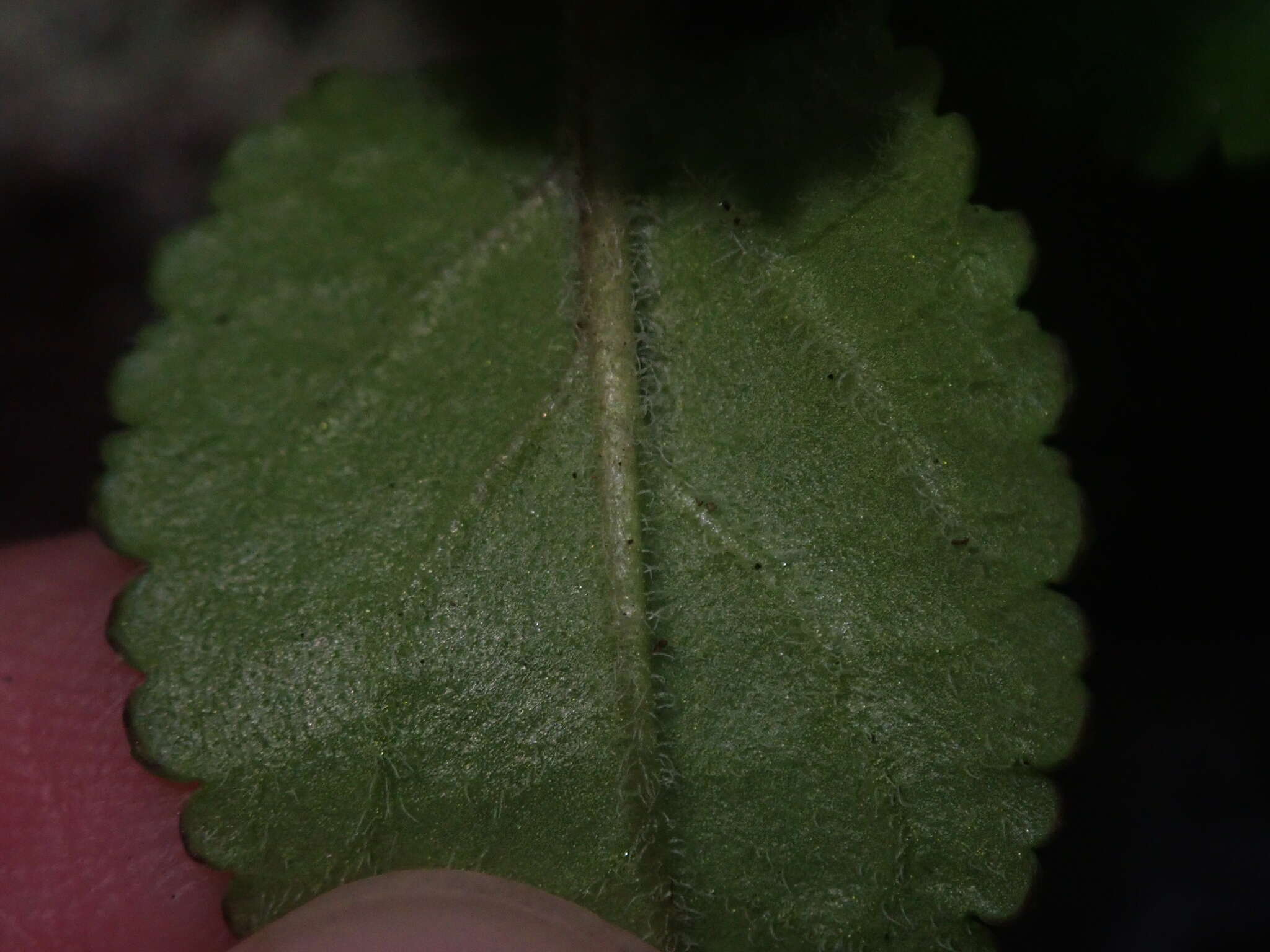 Image de Ourisia alpina Poepp. & Endl.