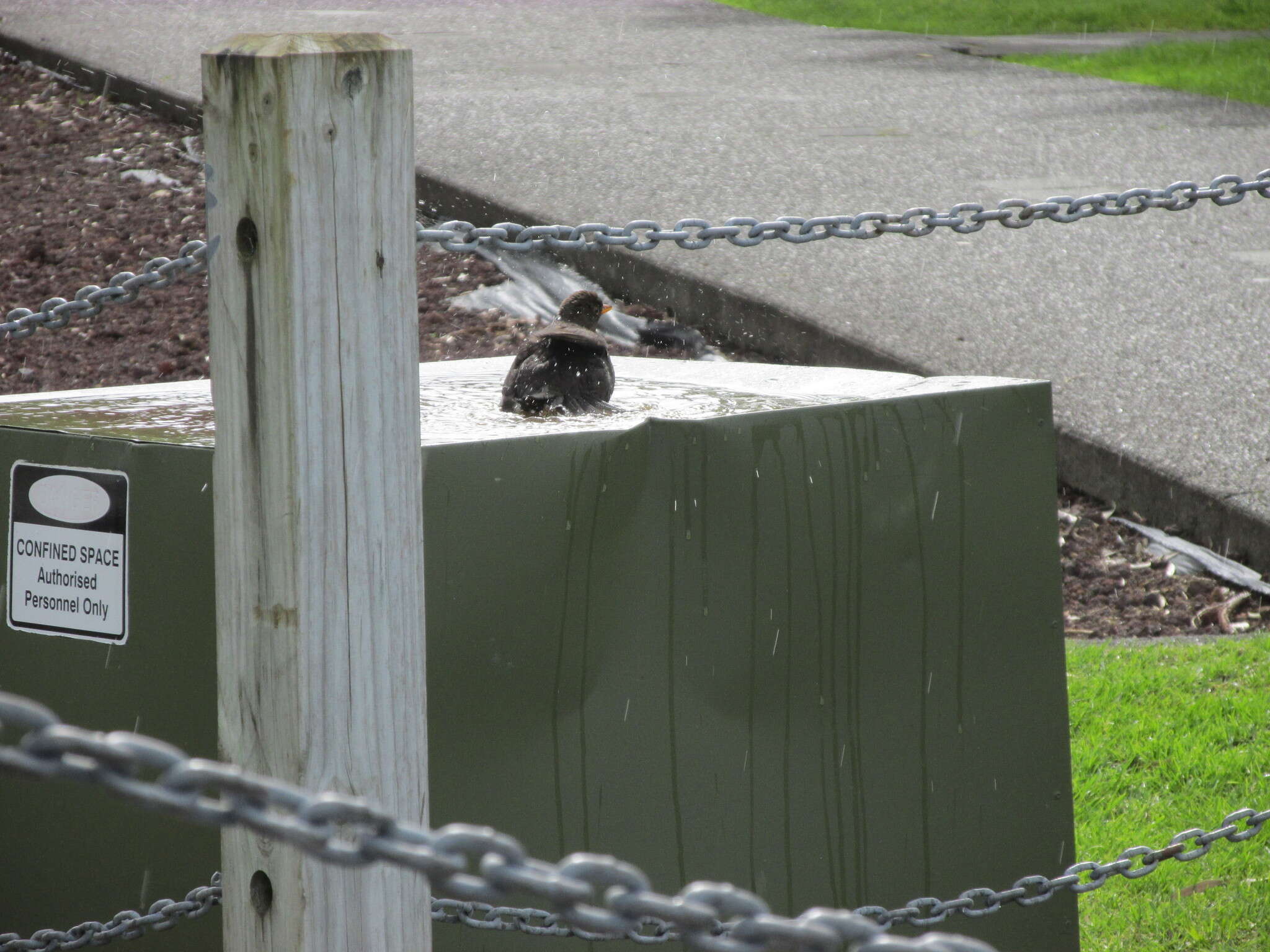 Turdus merula merula Linnaeus 1758的圖片