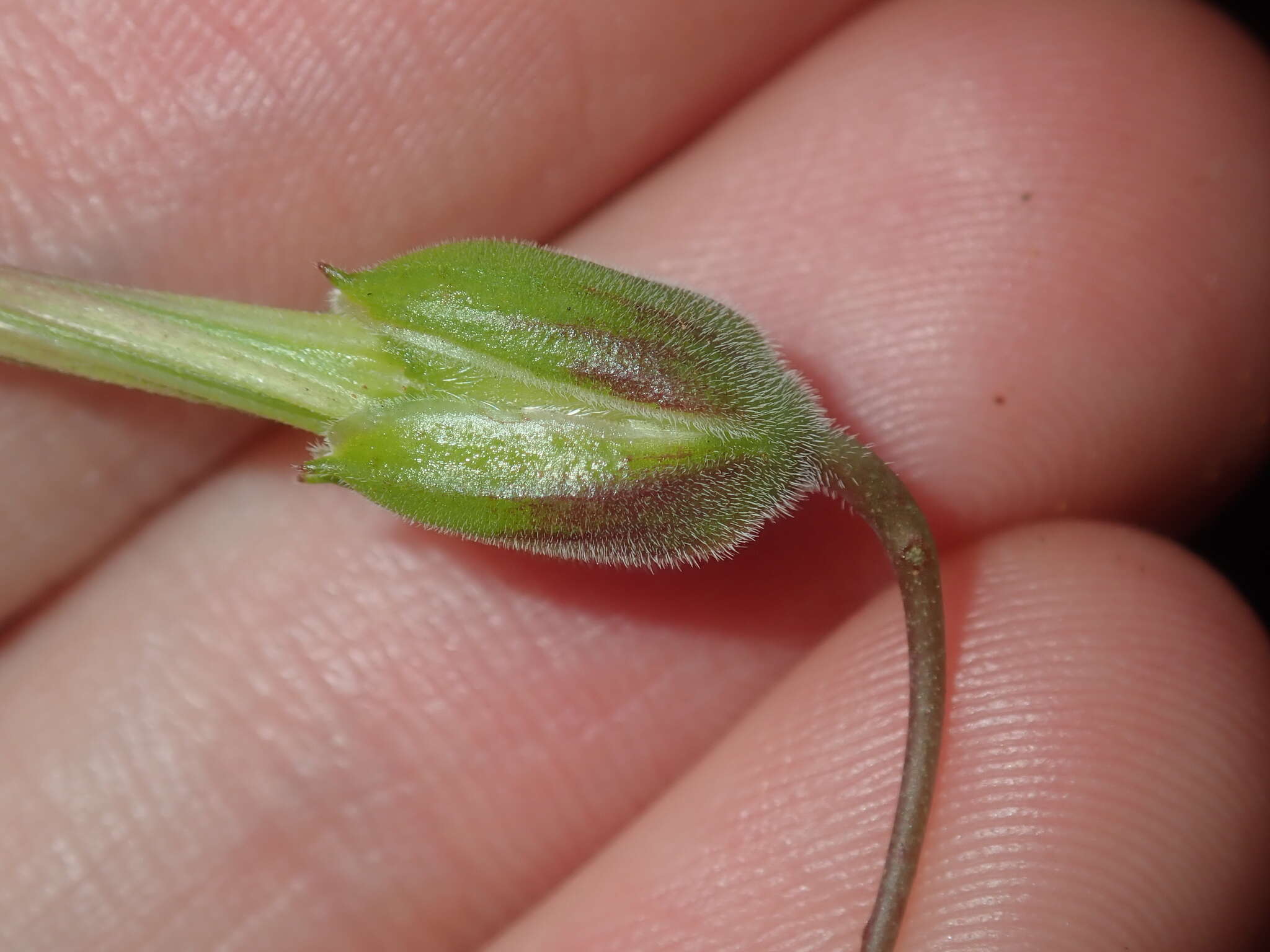 Image of Australian stork's bill