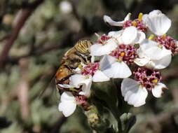 صورة Eristalinus barclayi (Bezzi 1915)