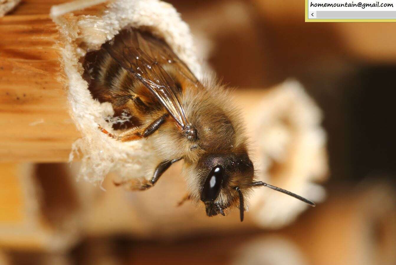 Image of Osmia excavata Alfken 1903